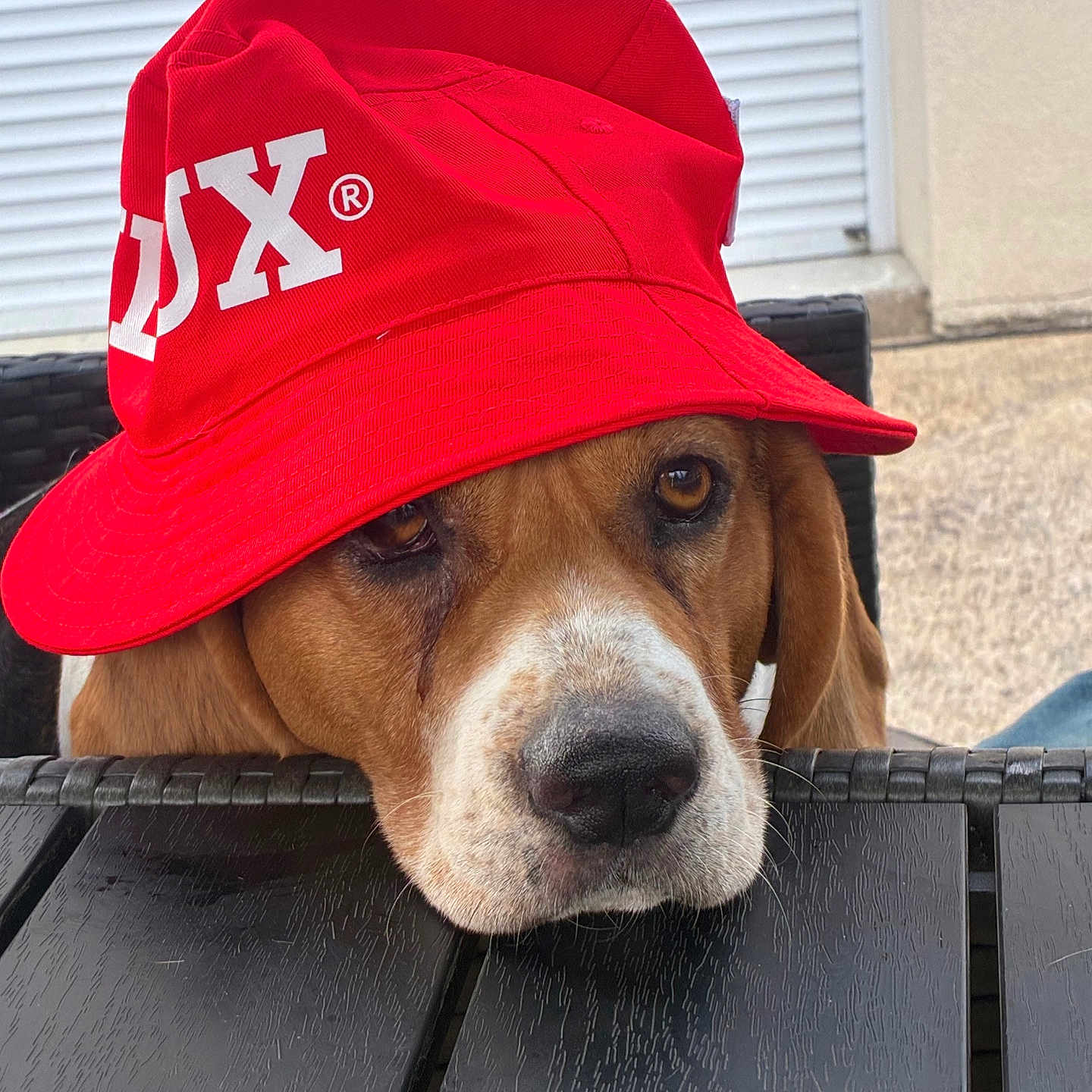 Suzie a rejoint le concours — aidez-le/la à gagner de superbes lots ! dog, beagle, pet, animal, portrait, close_up, red_hat, bucket_hat, fashion, funny, silly, outdoor, chair, brown_fur, white_muzzle, floppy_ears, eyes, nose, seated, photography