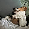 Suzie a rejoint le concours — aidez-le/la à gagner de superbes lots ! dog, jack_russell_terrier, sleeping, bed, pillow, blanket, indoors, bedroom, resting, relaxed, cozy, white_and_brown, short-haired, pet, cute, snuggling, lying_down, comforter, portrait, home