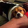 Suzie participe au concours pour gagner de l'argent avec cette photo : dog, beagle, pet, animal, portrait, close_up, brown_and_white, floppy_ears, sad_expression, relaxed, couch, indoor, home, human, leg, hand, remote_control, cozy, companionship, photography
