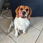 Suzie participe au concours pour gagner de l'argent avec cette photo : beagle, dog, pet, animal, sitting, tongue, licking, portrait, indoors, living_room, tile_floor, sofa, lamp, cables, brown_and_white, floppy_ears, black_nose, cute, funny, photography