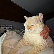 Nala participe au concours pour gagner de l'argent avec cette photo : cat, white_cat, fluffy, long_hair, sleepy, squinting, pet, animal, whiskers, ears, paws, fur, indoors, bed, blanket, bedroom, hand, holding, portrait, cozy