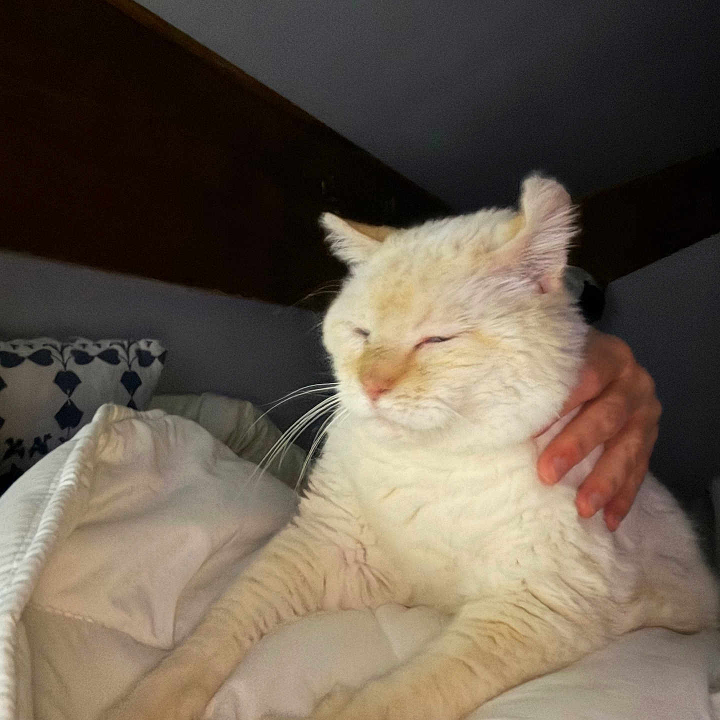 Nala participe au concours pour gagner de l'argent avec cette photo : cat, white_cat, fluffy, long_hair, sleepy, squinting, pet, animal, whiskers, ears, paws, fur, indoors, bed, blanket, bedroom, hand, holding, portrait, cozy