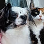 dog, cat, window, indoor, pet, furry, calico_cat, black_and_white_dog, closeup, companions, animal, curious, looking_out, domestic, cute, friendship, fur, ears, whiskers, portrait