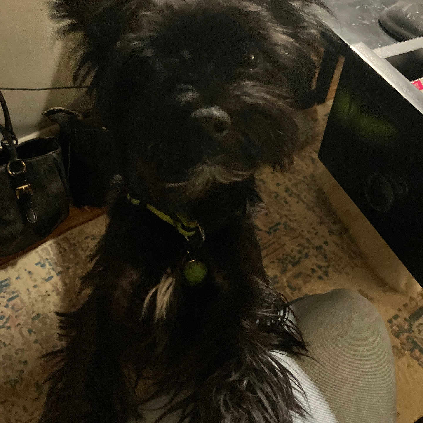 Rowdy joined the competition — help win amazing prizes! black_dog, carpet, closeup, collar, cute, desk, dog, drawer, floppy_ears, fur, human_leg, id_tag, indoor, lap, low_light, notebook, paw, pet, portrait, purse