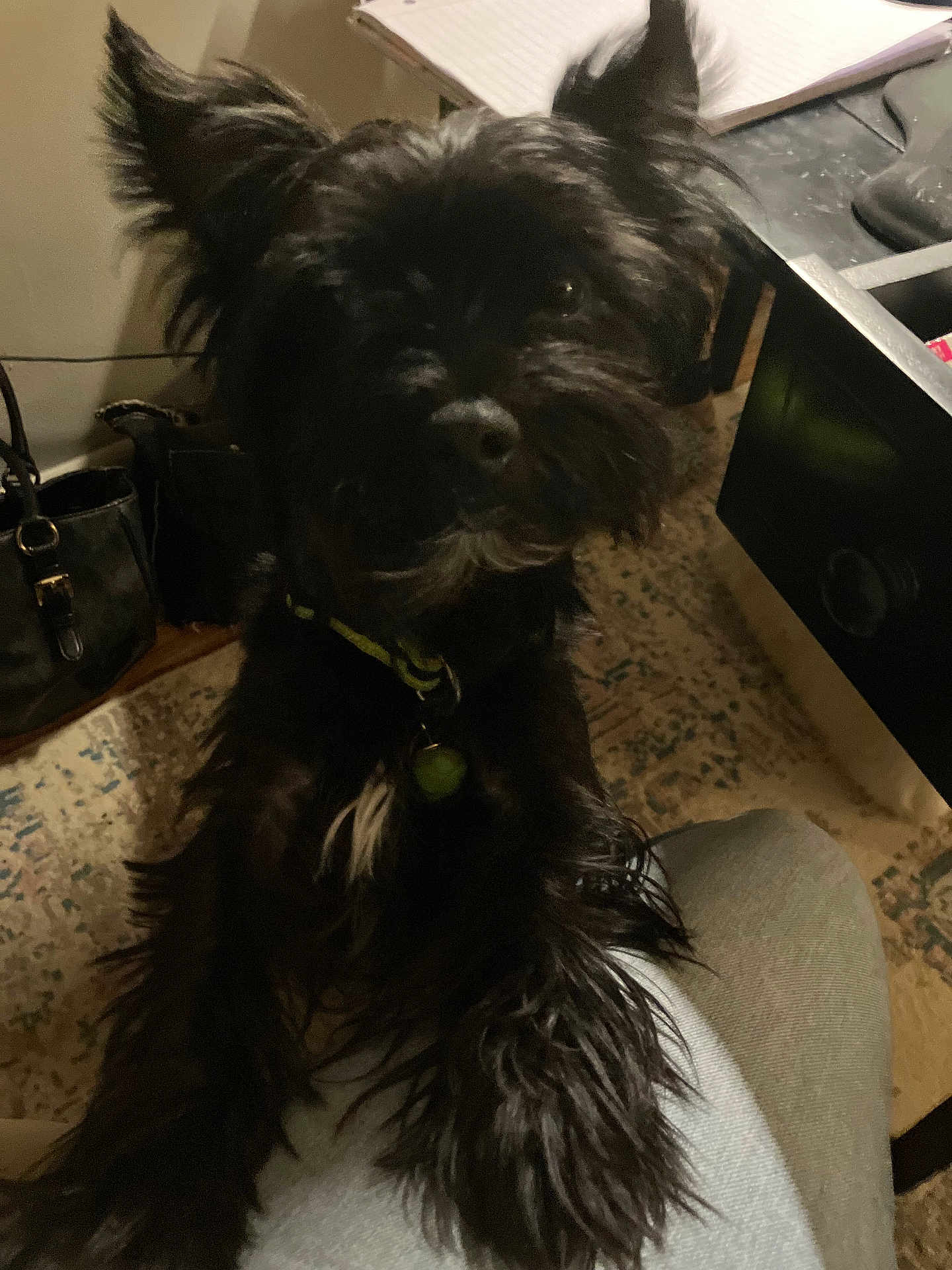 Rowdy joined the competition — help win amazing prizes! dog, black_dog, pet, fur, closeup, portrait, paw, collar, id_tag, lap, human_leg, carpet, purse, desk, drawer, notebook, indoor, low_light, cute, floppy_ears