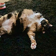 Kai is registered to the contest to win money with this photo: animal, carpet, cat, cute, domestic_animal, feline, floor, food_bowl, fur, indoor, lying_down, paw, pet, pink, relaxed, rug, sleepy, striped, tabby, whiskers