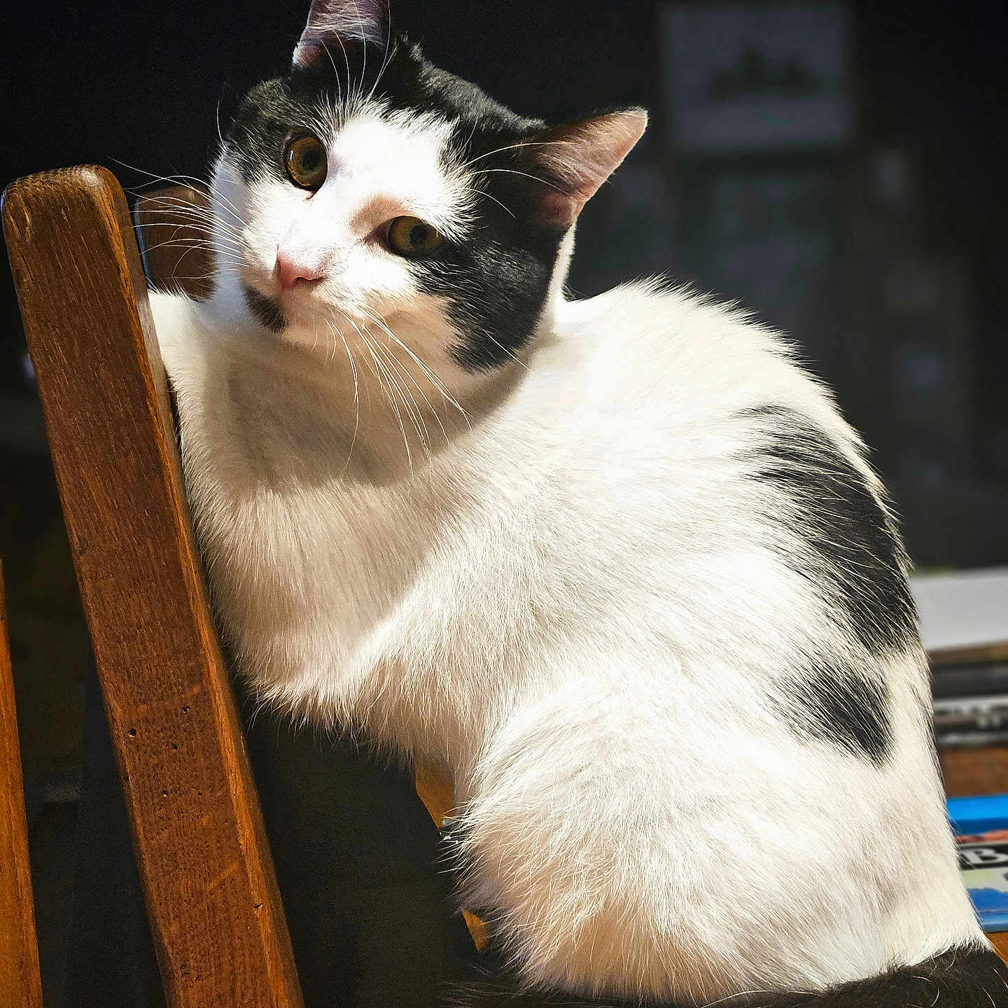 Wall-E a rejoint le concours — aidez-le/la à gagner de superbes lots ! abyssinian, accessories, angora, animal, armchair, cat, chair, computer, electronics, furniture, hardwood, kitten, laptop, manx, pc, pet, plywood, siamese, strap, wood