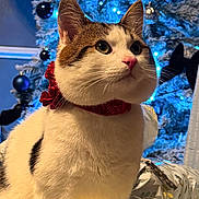 Arnold joined the competition — help win amazing prizes! blue_lights, cat, celebration, christmas_tree, closeup, cozy, cute, decorations, feline, festive, holiday, holiday_season, indoor, ornaments, pet, presents, red_collar, tabby, white_fur, wrapped_gifts