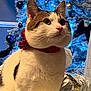 blue_lights, cat, celebration, christmas_tree, closeup, cozy, cute, decorations, feline, festive, holiday, holiday_season, indoor, ornaments, pet, presents, red_collar, tabby, white_fur, wrapped_gifts