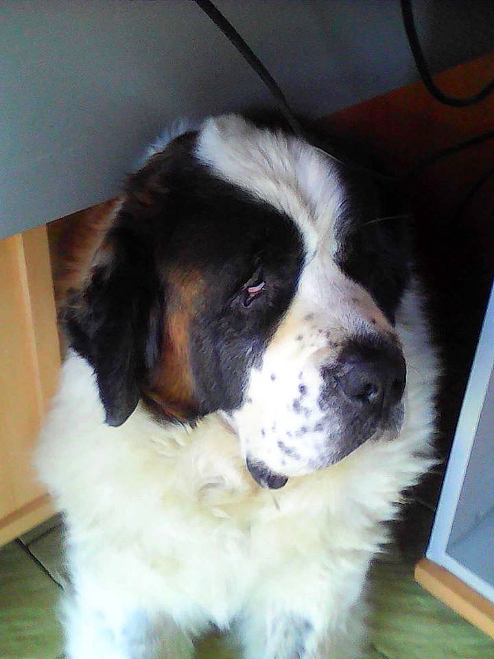 Remy participe au concours pour gagner de l'argent avec cette photo : bored, canidae, carnivore, companion_dog, dog, dog_breed, flooring, fur, giant_dog_breed, moscow_watchdog, puppy, pyrenean_mastiff, snout, sporting_group, st_bernard, terrestrial_animal, whiskers, working_animal, working_dog