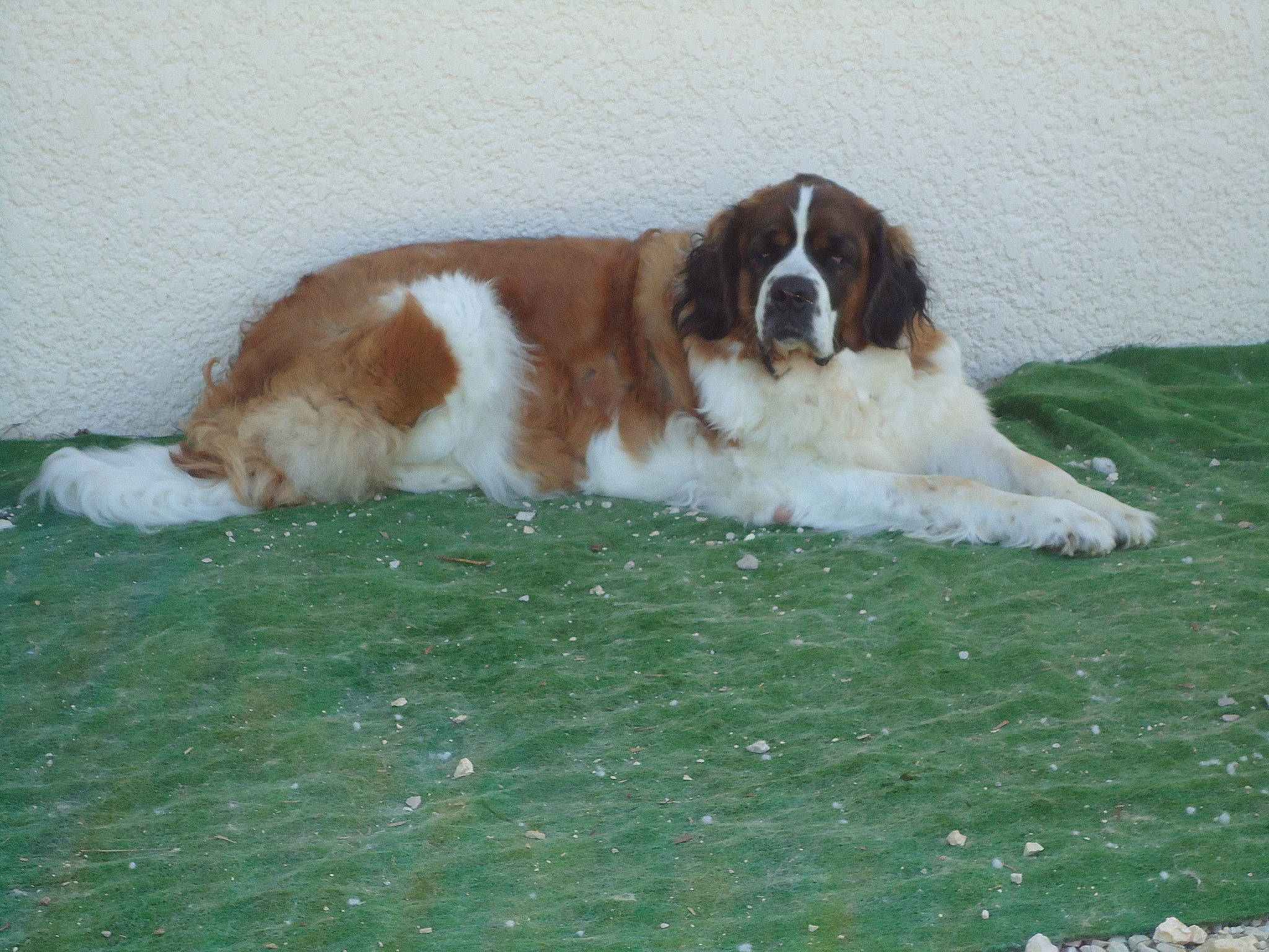 Missy participe au concours pour gagner de l'argent avec cette photo : bored, canidae, carnivore, companion_dog, dog, dog_breed, grass, gun_dog, king_charles_spaniel, liver, sporting_group, terrestrial_animal, working_dog
