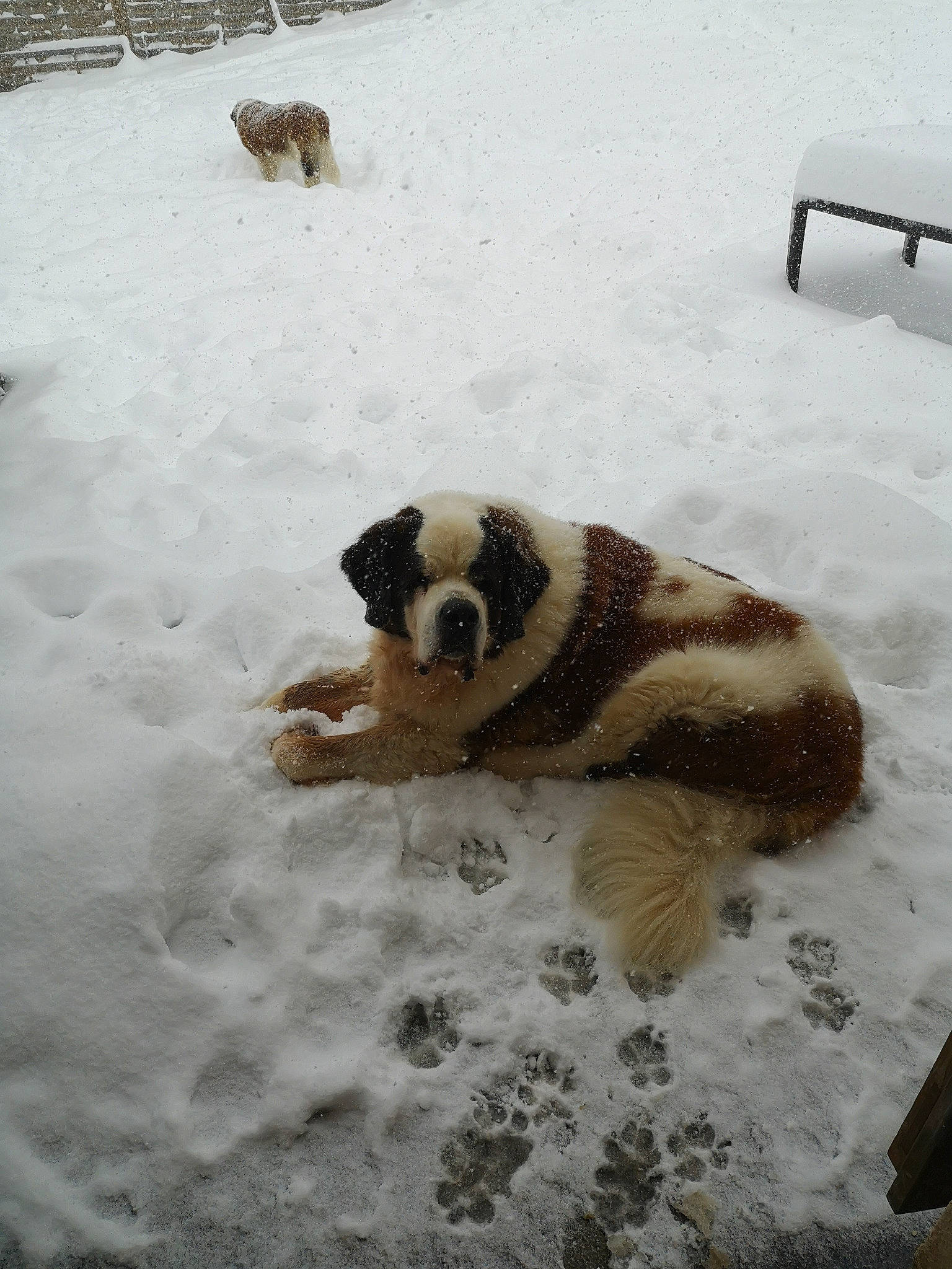 Pirate participe au concours pour gagner de l'argent avec cette photo : bear, canidae, carnivore, dog_breed, fawn, freezing, fur, mammal, panda, precipitation, snout, snow, sporting_group, tail, terrestrial_animal, toy, tree, vertebrate, wildlife, winter