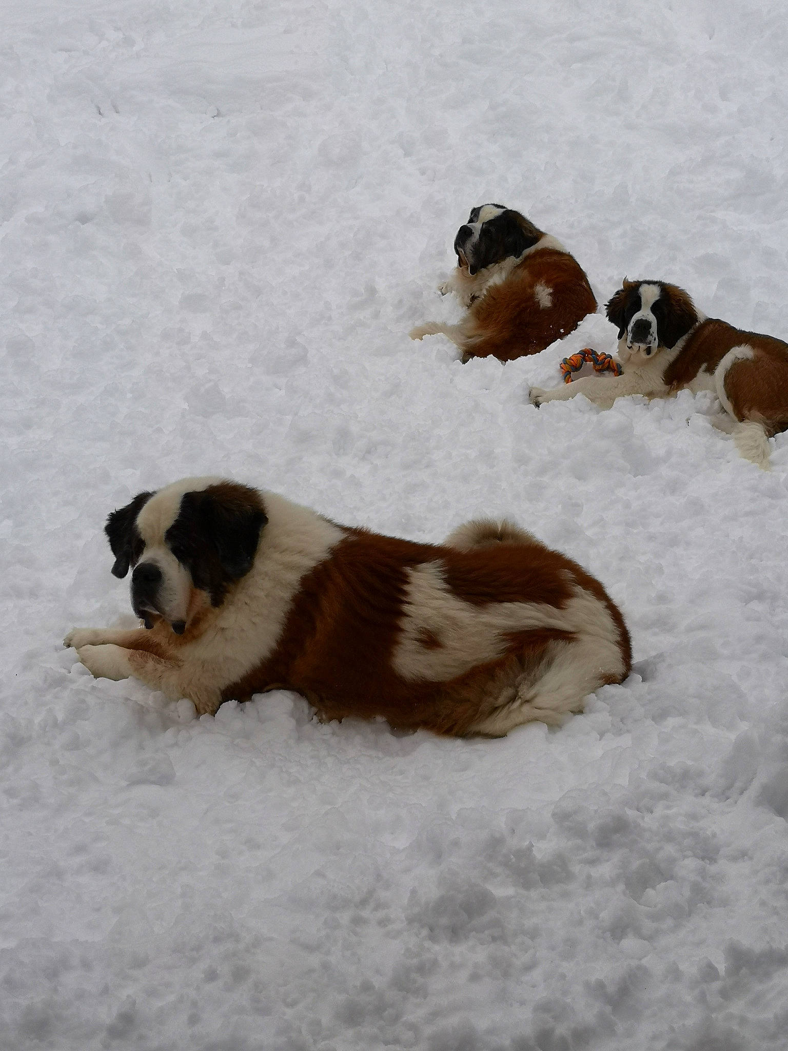 Balou participe au concours pour gagner de l'argent avec cette photo : canidae, carnivore, companion_dog, dog, dog_breed, freezing, fur, herding_dog, moscow_watchdog, paw, puppy, snow, sporting_group, tail, terrestrial_animal, winter, working_animal, working_dog