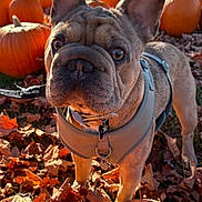Rocky is registered to the contest to win money with this photo: dog, french_bulldog, pumpkin, autumn, fall_leaves, outdoor, pet, animal, leaf_litter, tree_trunk, harness, closeup, daylight, nature, cute, looking, portrait, fall_season, orange, park