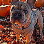 dog, french_bulldog, pumpkin, autumn, fall_leaves, outdoor, pet, animal, leaf_litter, tree_trunk, harness, closeup, daylight, nature, cute, looking, portrait, fall_season, orange, park