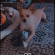 Noodle is registered to the contest to win money with this photo: alert, animal, blanket, carpet, cozy, cute, dog, ears, floor, fur, home, indoor, pet, pet_bed, playful, plush_toy, resting, rug, small_dog, toy