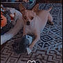 alert, animal, blanket, carpet, cozy, cute, dog, ears, floor, fur, home, indoor, pet, pet_bed, playful, plush_toy, resting, rug, small_dog, toy