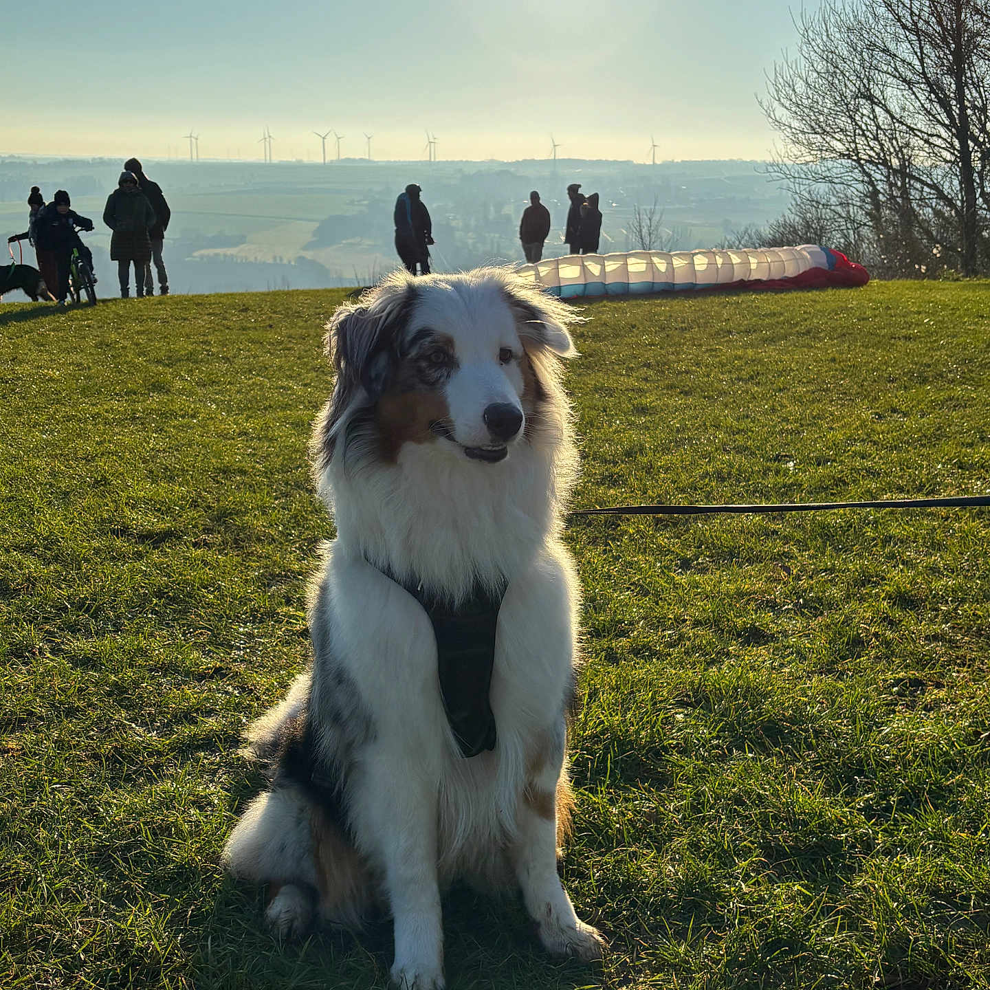 Naya participe au concours pour gagner de l'argent avec cette photo : animal, bicycle, canine, collie, dog, field, grass, grassland, husky, lawn, nature, outdoors, park, person, pet, plant, sky, sunlight, transportation, vehicle