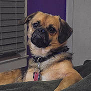 Apollo Creed is registered to the contest to win money with this photo: dog, pet, indoor, blanket, collar, tag, window, blinds, purple_wall, fur, canine, resting, curious, closeup, animal, companion, domestic, portrait, looking, relaxed