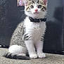 kitten, cat, pet, indoor, floor, collar, bell, fur, whiskers, ears, curious, young, animal, mammal, domestic, feline, sitting, looking, carpet, appliance