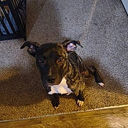 Blue Moon joined the competition — help win amazing prizes! animal, attention, brindle, brown, canine, carpet, cute, dog, door, ears, floor, flooring, home, indoor, looking, paw, pet, waiting, white, young