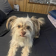 Miso is registered to the contest to win money with this photo: dog, small_dog, mixed_breed, bed, blanket, remote_control, pillow, window, air_conditioner, wood_paneling, fur, ears, eyes, nose, whiskers, indoor, pet, looking_at_camera, furniture, cozy