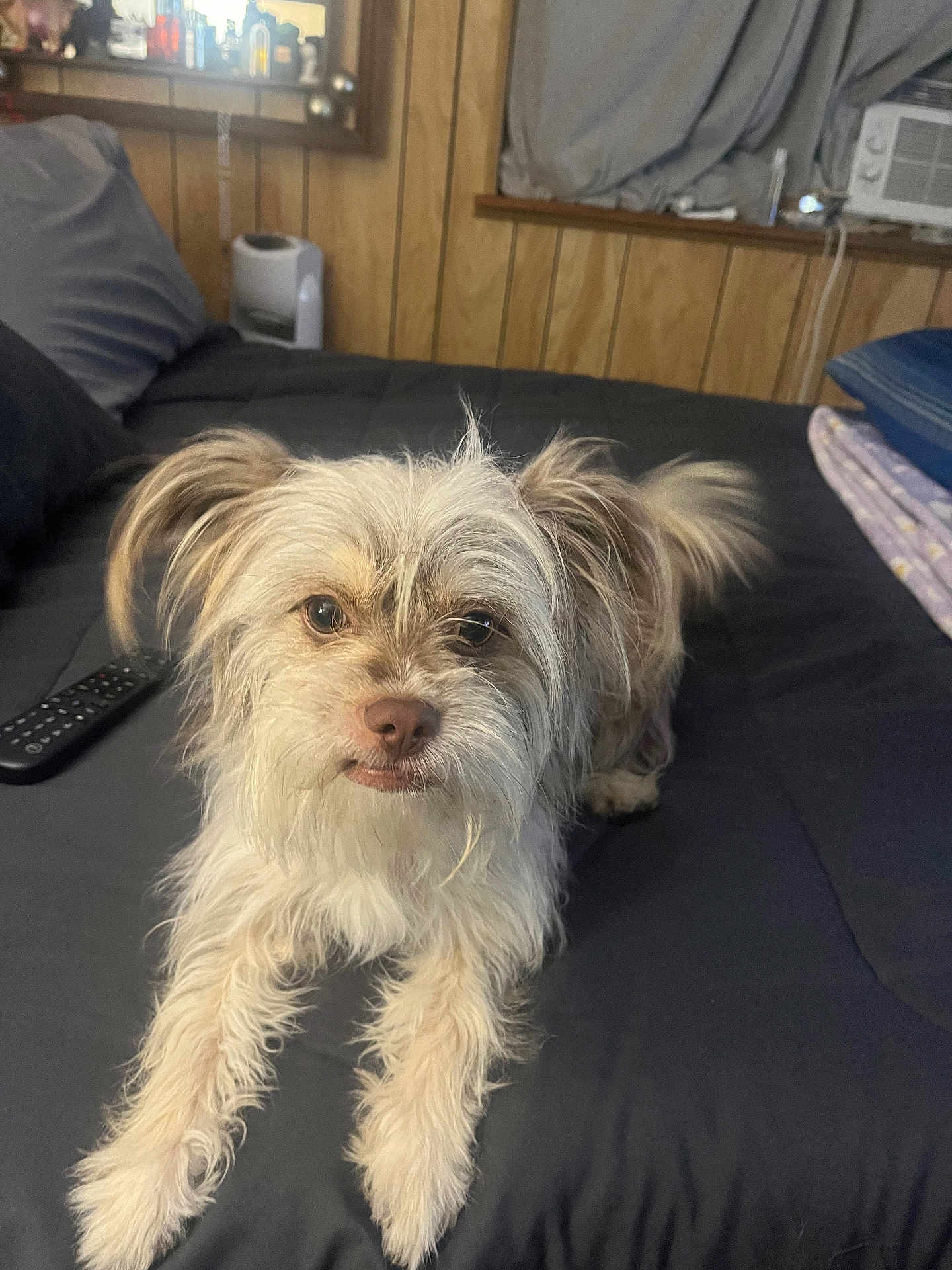 Miso is registered to the contest to win money with this photo: dog, small_dog, mixed_breed, bed, blanket, remote_control, pillow, window, air_conditioner, wood_paneling, fur, ears, eyes, nose, whiskers, indoor, pet, looking_at_camera, furniture, cozy