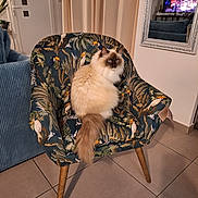 Physalis participe au concours pour gagner de l'argent avec cette photo : bird_pattern, blue_eyes, cat, chair, cozy, curtain, domestic_animal, feline, fluffy, furniture, home_decor, indoor, living_room, mirror, pet, relaxed, seated, tail, tile_floor, wooden_legs