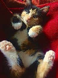 Doodle joined the competition — help win amazing prizes! american_wirehair, carnivore, cat, felidae, fur, kitten, mammal, paw, polydactyl_cat, small_to_medium_sized_cats, tail, vertebrate, whiskers