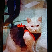 Piwhy joined the competition — help win amazing prizes! animal, blurred, carpet, cat, closeup, clothing, costume, device_frame, ears, feline, grainy, harness, home_interior, indoor, pet, portrait, red_bow, sitting, whiskers, white_cat