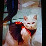 animal, blurred, carpet, cat, closeup, clothing, costume, device_frame, ears, feline, grainy, harness, home_interior, indoor, pet, portrait, red_bow, sitting, whiskers, white_cat