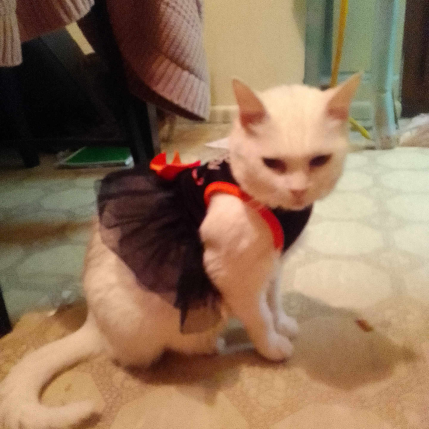 Piwhy Piwhy is registered to the contest to win money with this photo: animal, black, blur, carpet, cat, clothing, cute, domestic, dress, ears, floor, furniture, home, indoor, knitwear, orange, pet, sitting, tail, white_cat