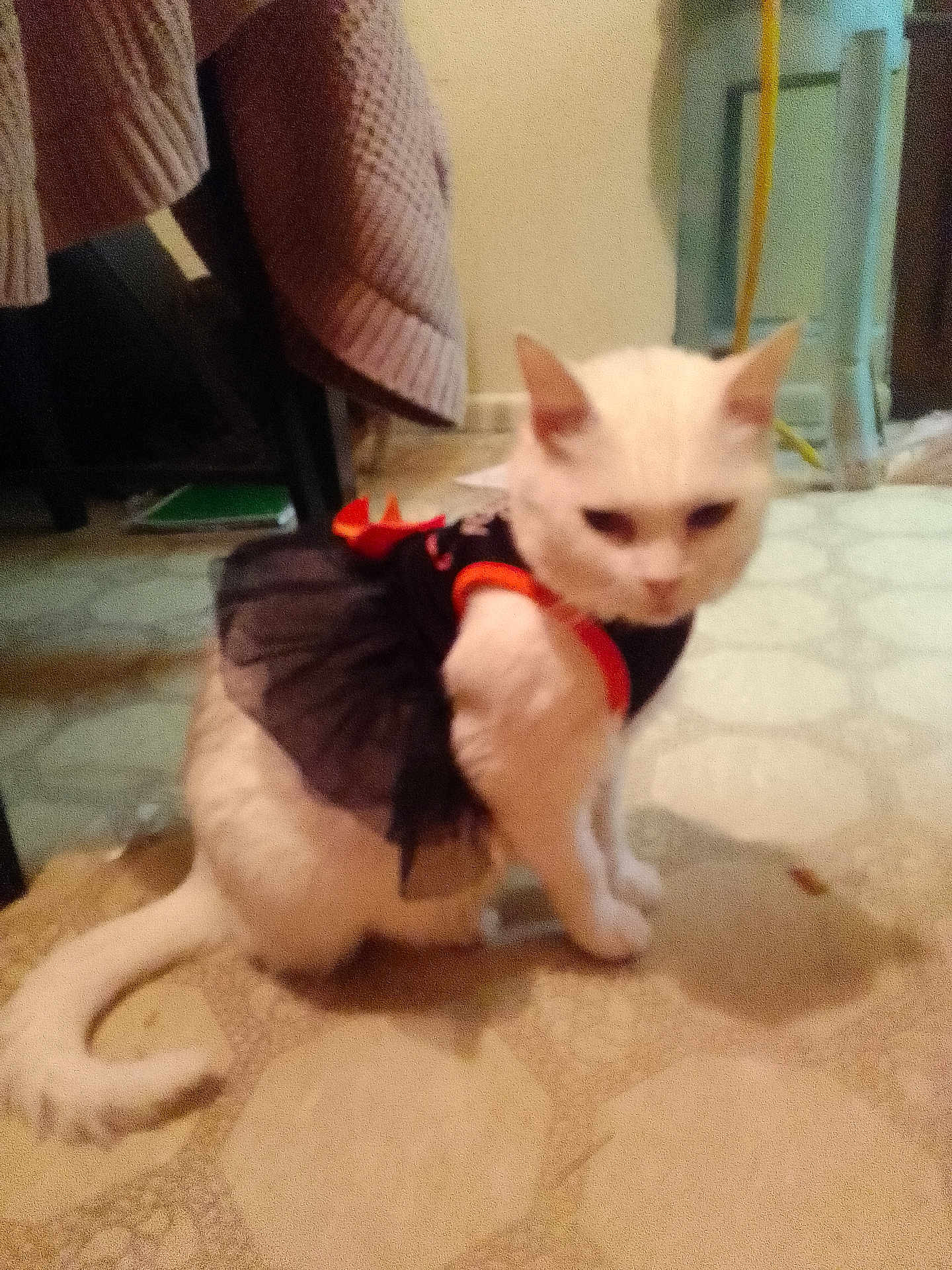 Piwhy Piwhy is registered to the contest to win money with this photo: cat, white_cat, pet, animal, indoor, floor, dress, clothing, furniture, home, knitwear, tail, ears, sitting, carpet, blur, cute, domestic, orange, black