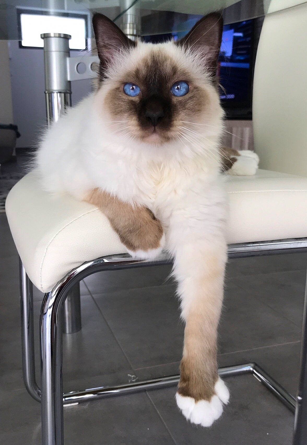 Fluffy participe au concours pour gagner de l'argent avec cette photo : balinese, birman, carnivore, cat, chair, eye, fawn, felidae, fur, iris, ragdoll, siamese, small_to_medium_sized_cats, snout, tail, thai, tonkinese, whiskers