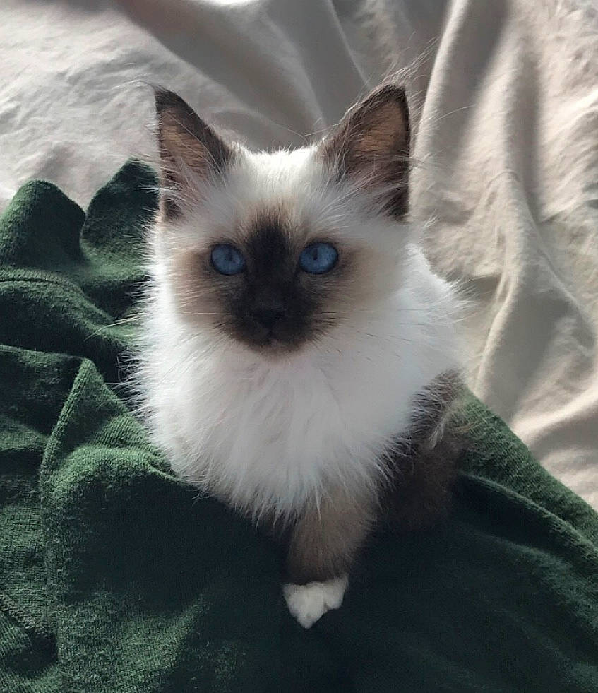 Fluffy a rejoint le concours — aidez-le/la à gagner de superbes lots ! balinese, birman, carnivore, cat, eye, eyelash, fawn, felidae, fur, paw, ragdoll, siamese, small_to_medium_sized_cats, snout, tail, terrestrial_animal, thai, tonkinese, whiskers, wildlife