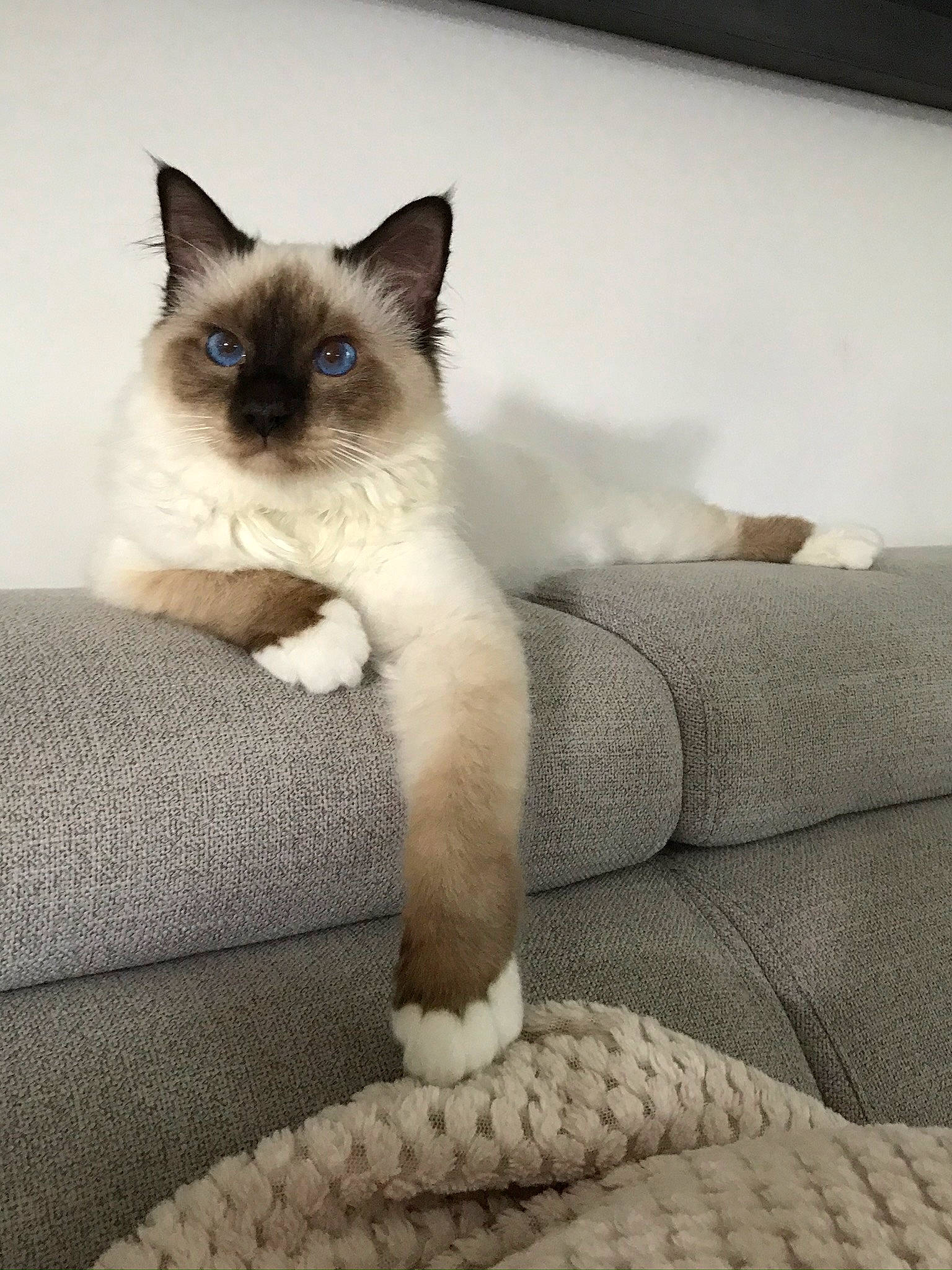 Fluffy participe au concours pour gagner de l'argent avec cette photo : birman, carnivore, cat, claw, comfort, fawn, felidae, foot, fur, iris, paw, siamese, small_to_medium_sized_cats, snout, tail, terrestrial_animal, whiskers, window