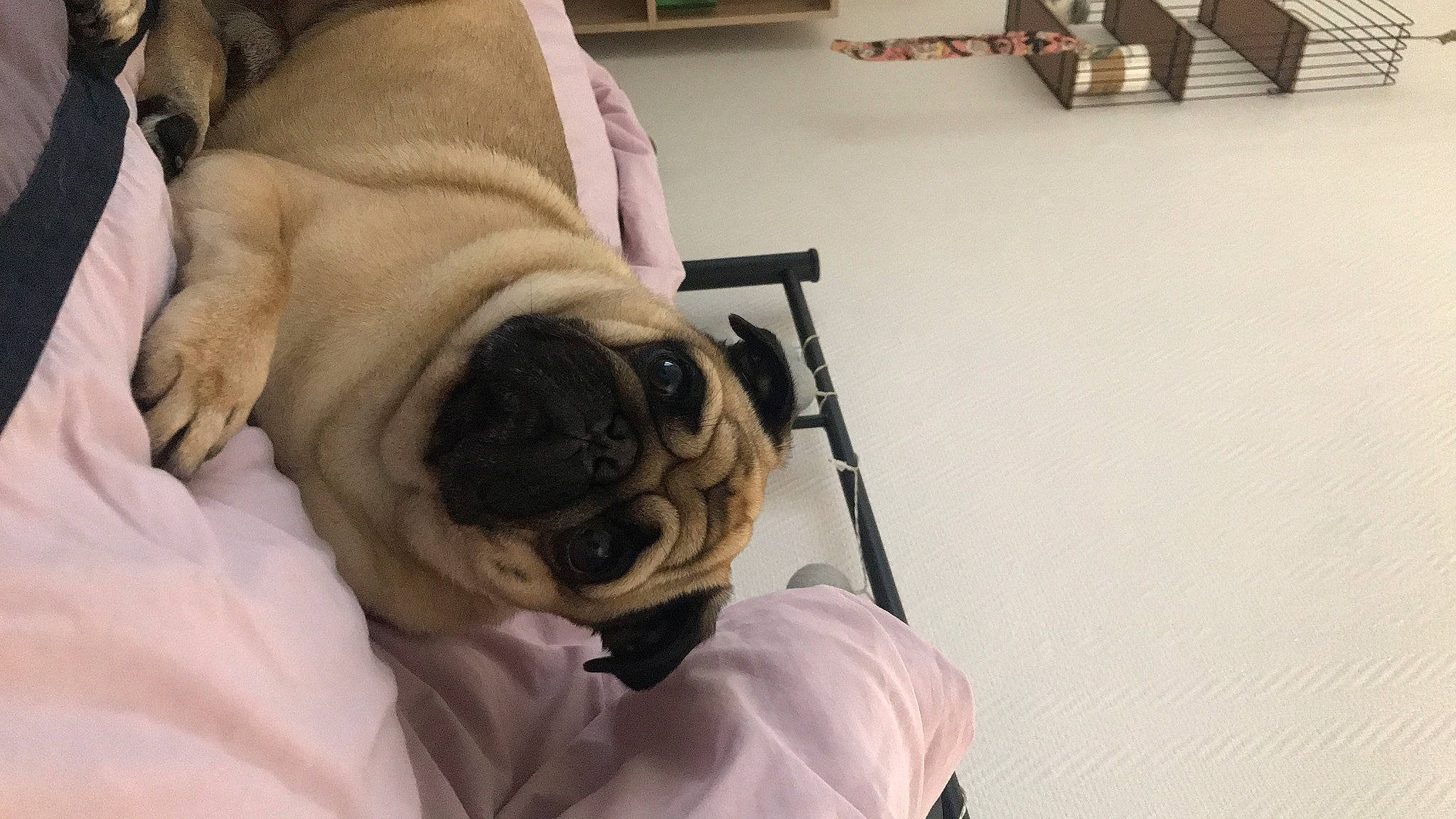 Léo a rejoint le concours — aidez-le/la à gagner de superbes lots ! beige, carnivore, companion_dog, dog, dog_breed, fawn, pug, snout, toy_dog, working_animal, wrinkle