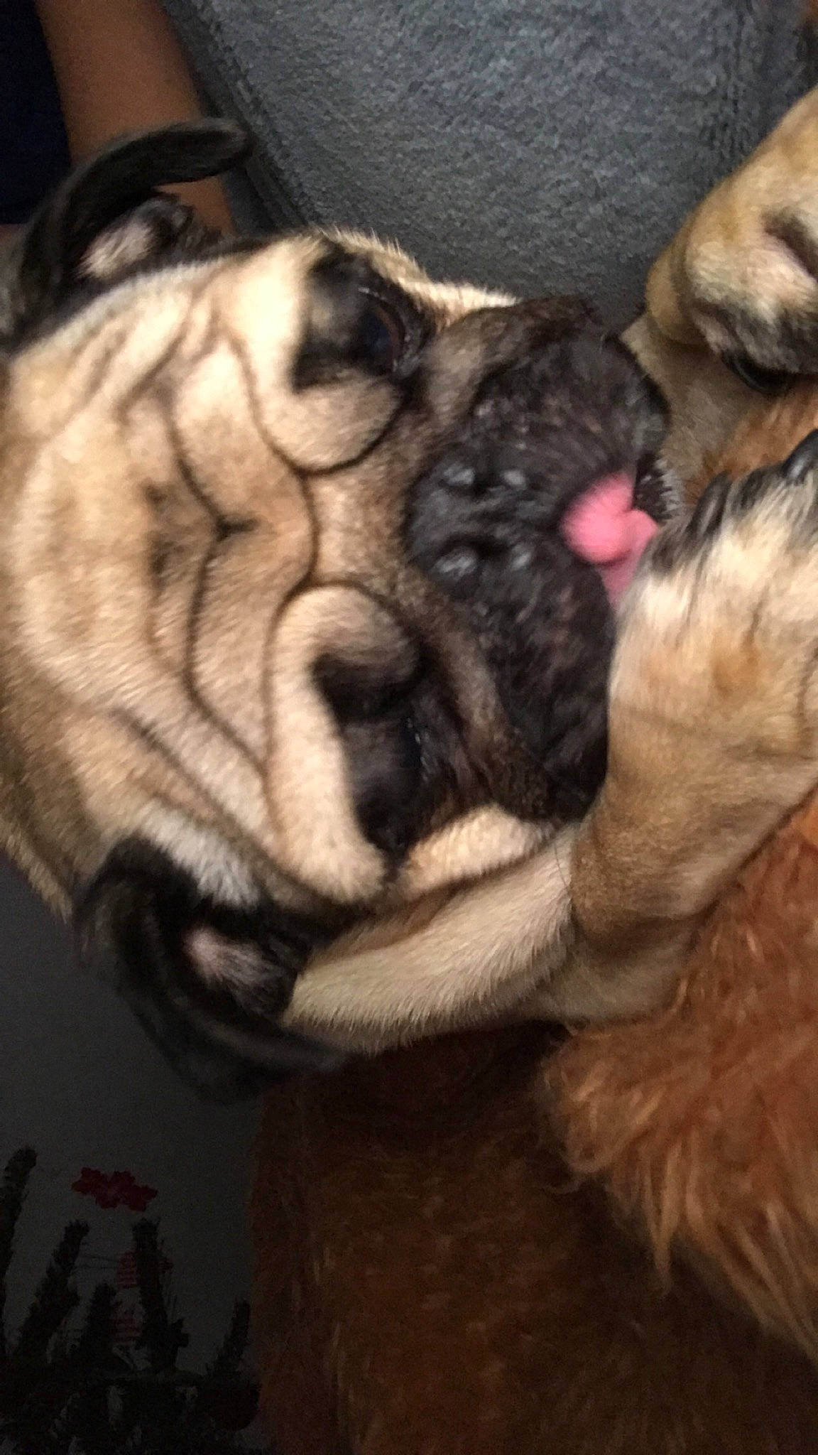 Léo a rejoint le concours — aidez-le/la à gagner de superbes lots ! beige, brown, canidae, carnivore, companion_dog, dog, dog_breed, fawn, fur, liver, old_english_bulldog, pug, skin, snout, sporting_group, tongue, vertebrate, whiskers, working_animal, wrinkle