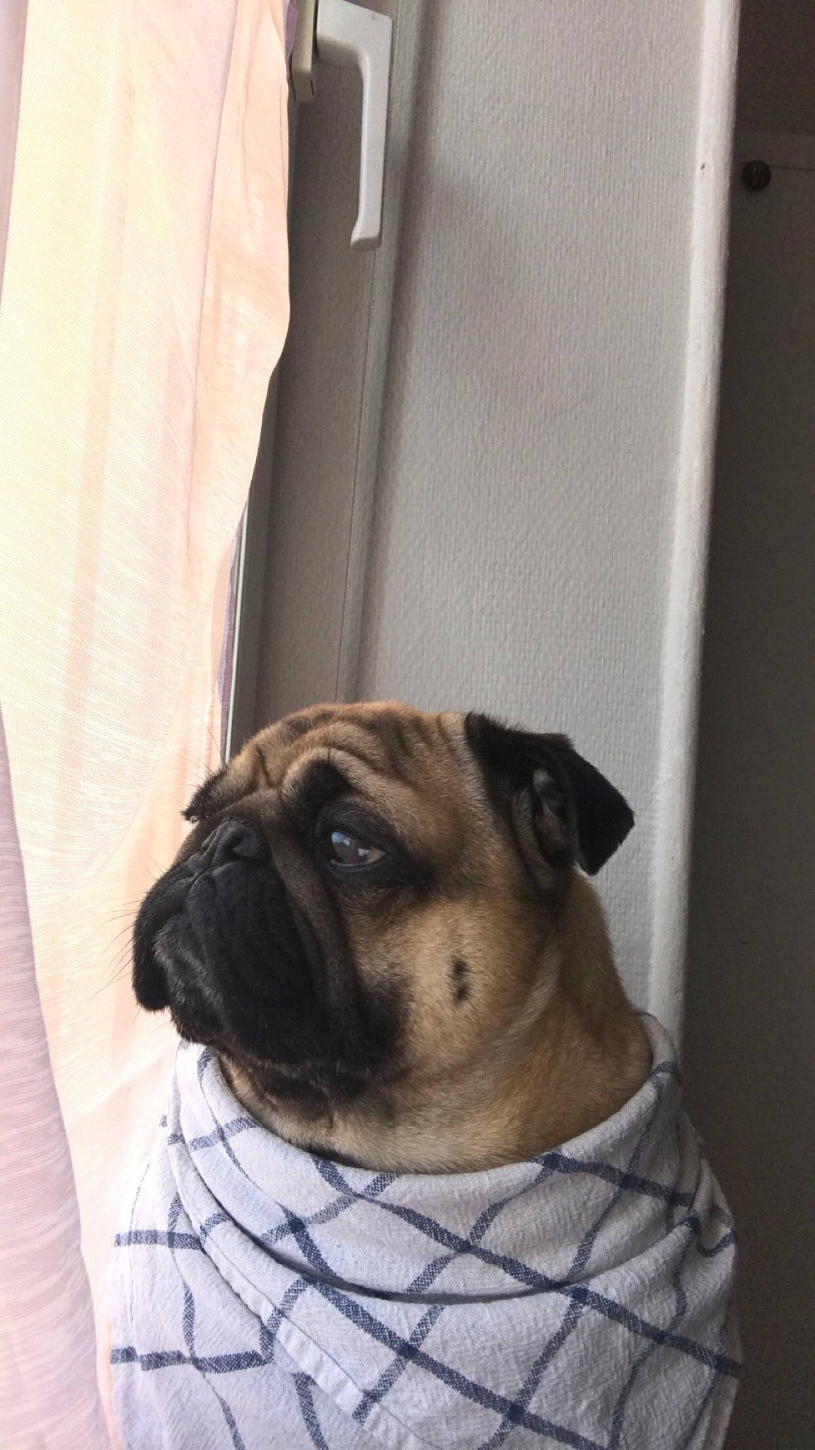 Léo participe au concours pour gagner de l'argent avec cette photo : canidae, carnivore, companion_dog, curtain, dog, dog_breed, fawn, fixture, mammal, old_english_bulldog, pug, snout, toy_dog, whiskers, working_animal, wrinkle