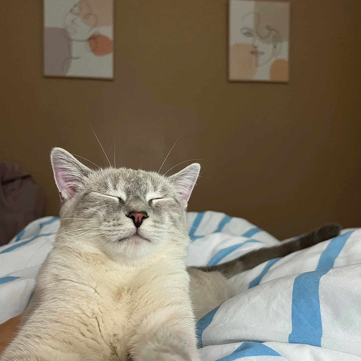 Daisy a rejoint le concours — aidez-le/la à gagner de superbes lots ! animal, bed, bedroom, blanket, cat, cushion, face, furniture, head, homedecor, indoors, interiordesign, kitten, linen, person, pet, photography, portrait, quilt, room