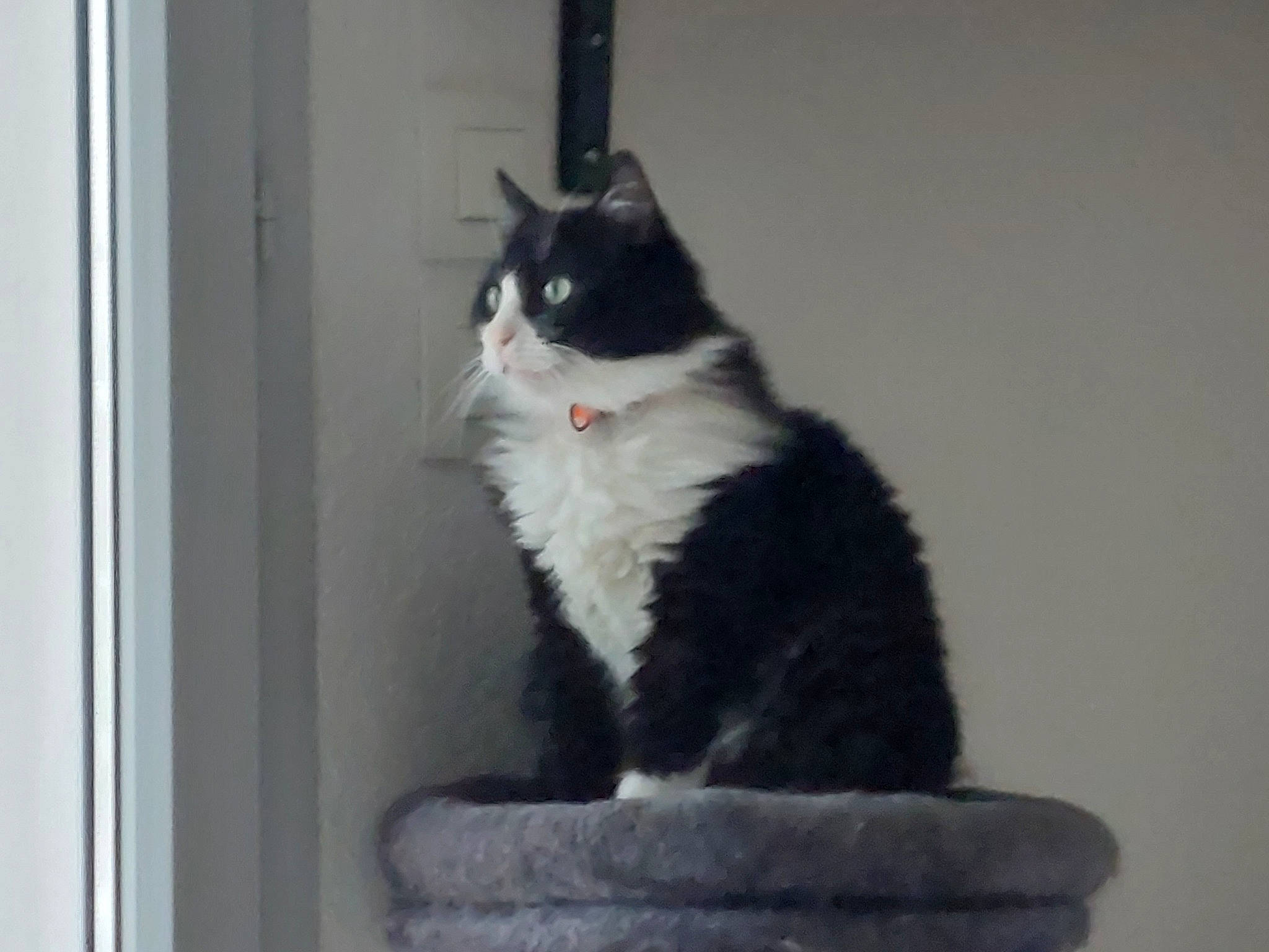 Poupie participe au concours pour gagner de l'argent avec cette photo : carnivore, cat, domestic_short_haired_cat, felidae, formal_wear, fur, monochrome_photography, paw, pedestal, sitting, small_to_medium_sized_cats, snout, stairs, tail, whiskers, window