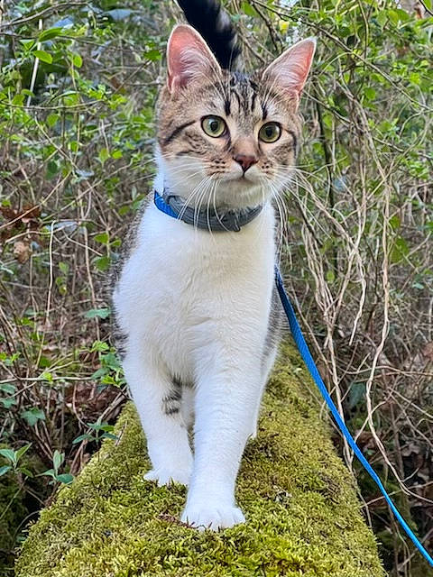 Simba a rejoint le concours — aidez-le/la à gagner de superbes lots ! carnivore, cat, collar, domestic_short_haired_cat, fawn, felidae, fur, grass, herbaceous_plant, plant, sand, small_to_medium_sized_cats, snout, soil, tail, terrestrial_animal, tree, twig, whiskers, wildlife