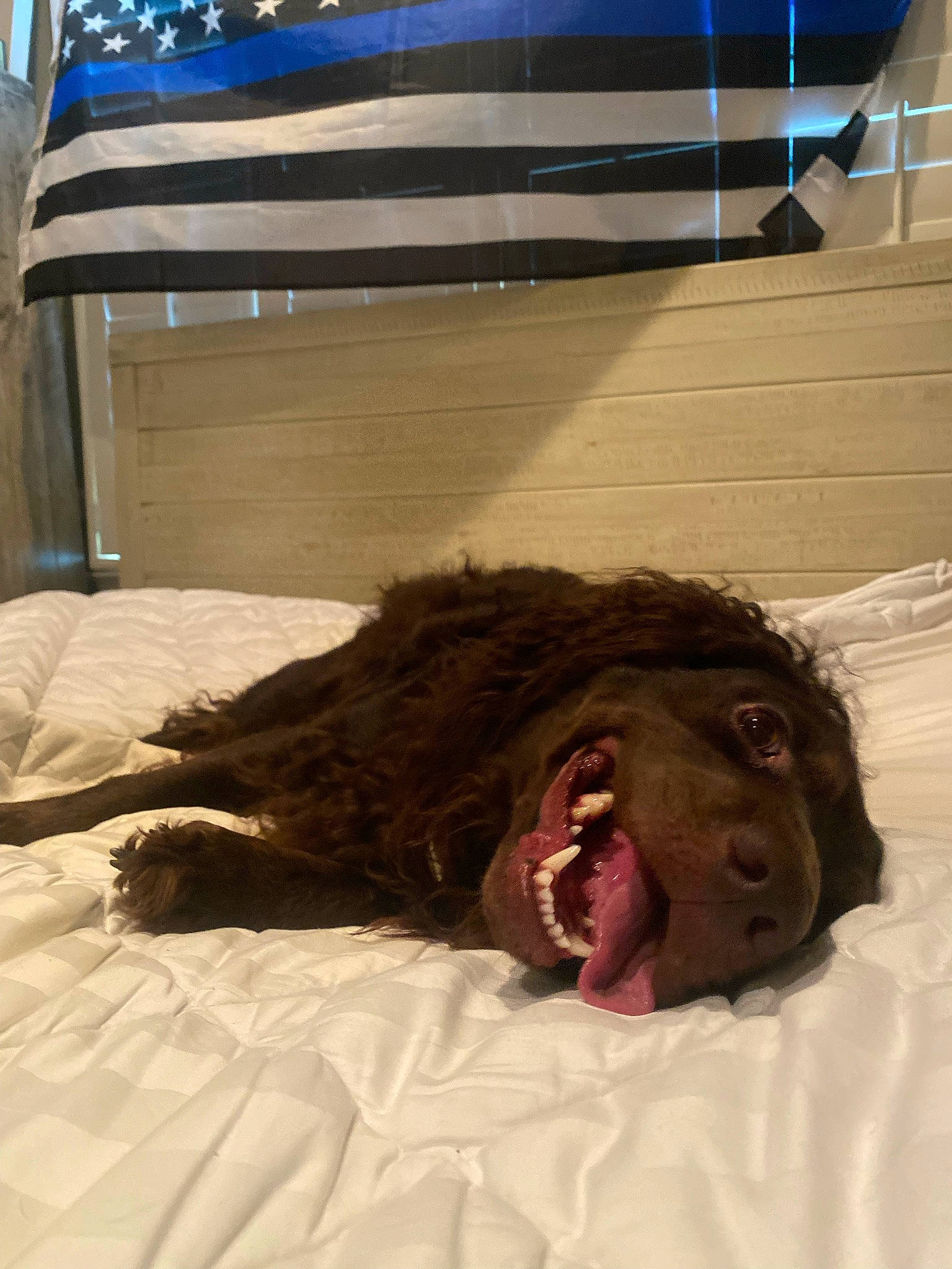 Scout joined the competition — help win amazing prizes! canidae, carnivore, comfort, companion_dog, dog_breed, fang, felidae, fictional_character, fur, jaw, liver, mouth, small_to_medium_sized_cats, snout, spaniel, sporting_group, terrestrial_animal, toy, wood, yawn