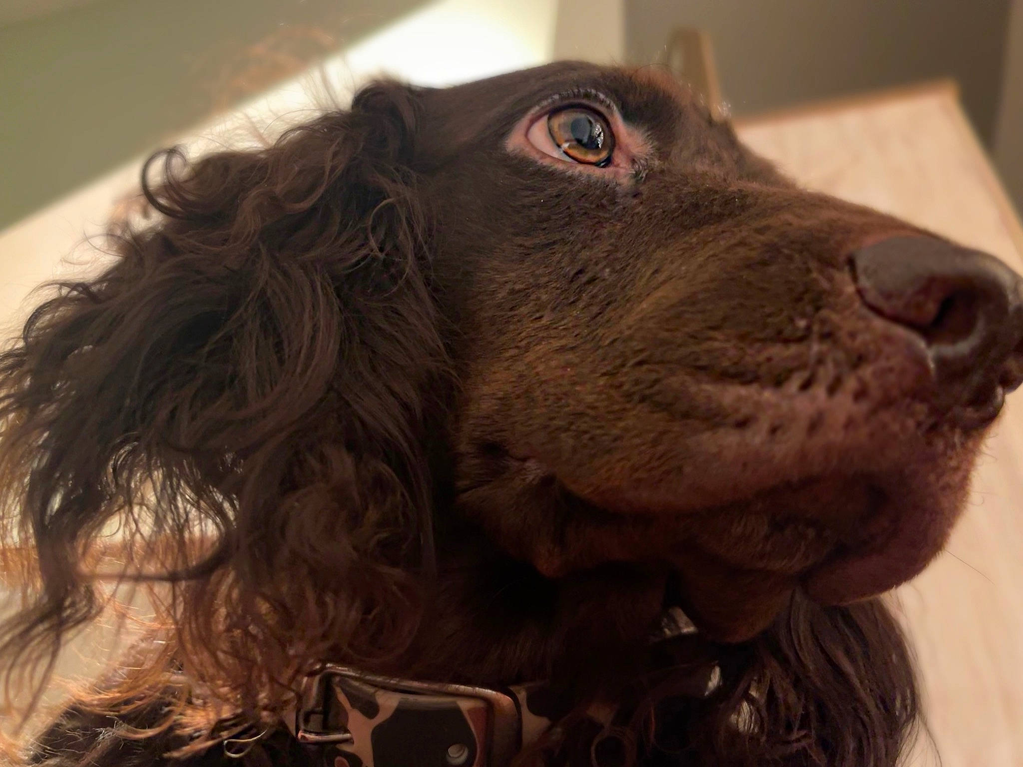 Scout is registered to the contest to win money with this photo: boykin_spaniel, canidae, carnivore, cocker_spaniel, companion_dog, dog, dog_breed, dog_collar, ear, fur, gun_dog, hunting_dog, liver, retriever, snout, spaniel, sporting_group, whiskers, working_animal