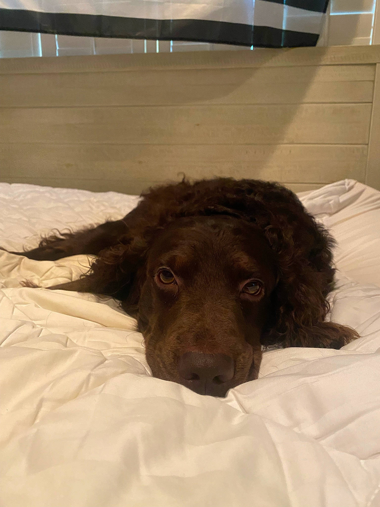 Scout is registered to the contest to win money with this photo: canidae, carnivore, comfort, companion_dog, dog, dog_breed, ear, eye, fawn, fur, gun_dog, liver, snout, spaniel, sporting_group, terrestrial_animal, water_dog, whiskers, wood, working_animal