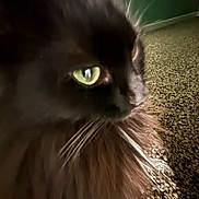 Maizie joined the competition — help win amazing prizes! animal, black_cat, carpet, cat, close_up, closeup, domestic_animal, feline, fluffy, fur, green_eyes, green_wall, indoor, mammal, pet, portrait, side_view, soft_fur, texture, whiskers