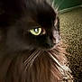 animal, black_cat, carpet, cat, close_up, closeup, domestic_animal, feline, fluffy, fur, green_eyes, green_wall, indoor, mammal, pet, portrait, side_view, soft_fur, texture, whiskers