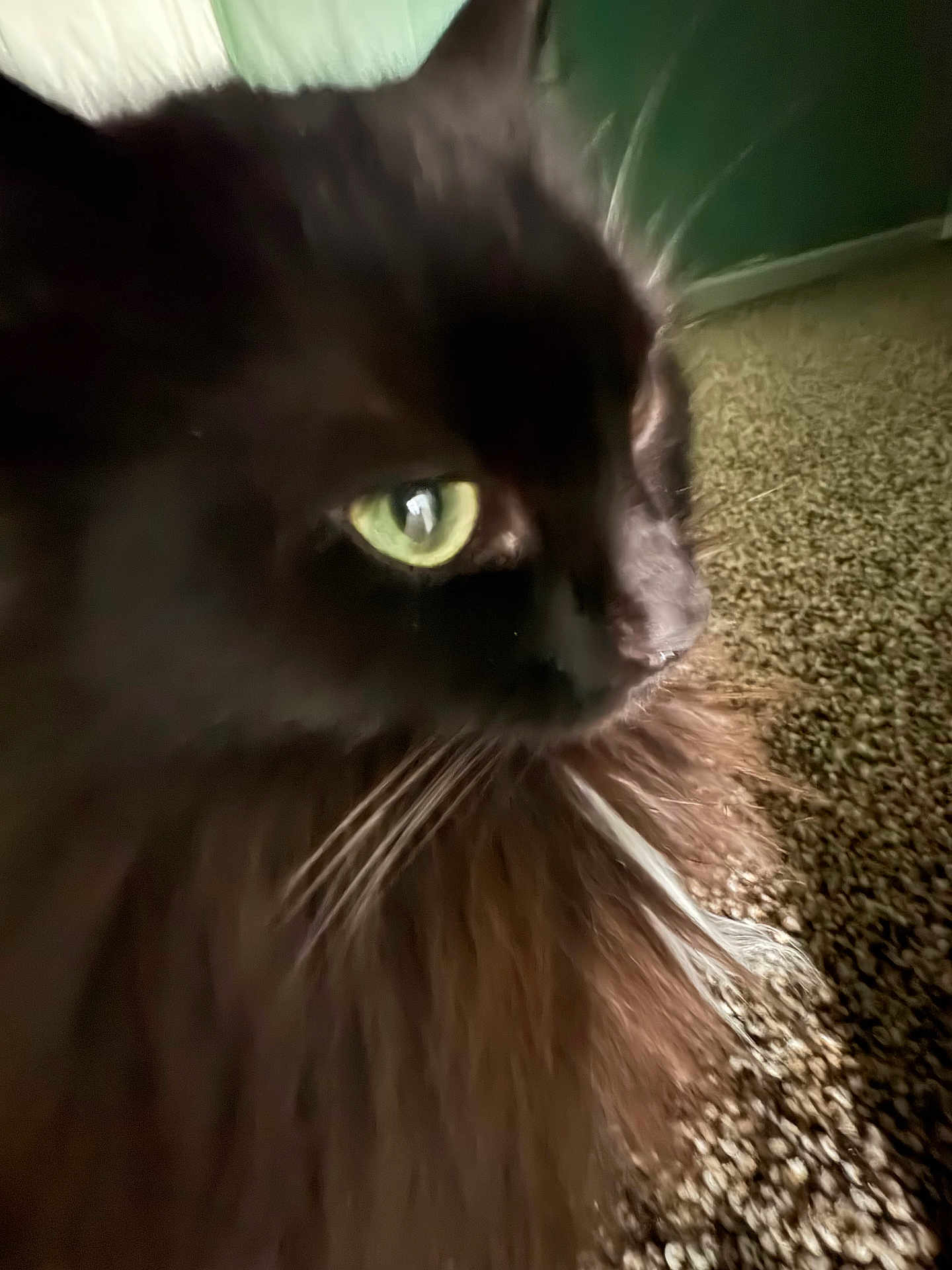 Maizie
