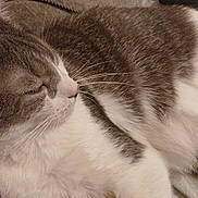 Diamant a rejoint le concours — aidez-le/la à gagner de superbes lots ! cat, feline, gray_fur, white_fur, sleeping, resting, whiskers, closeup, pet, domestic_animal, soft_texture, blanket, cozy, indoor, fur, animal_face, ear, relaxation, comfort, nap