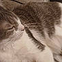 cat, feline, gray_fur, white_fur, sleeping, resting, whiskers, closeup, pet, domestic_animal, soft_texture, blanket, cozy, indoor, fur, animal_face, ear, relaxation, comfort, nap